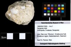 Foto (Objekt + Etiketten) von Decapoda indet. 